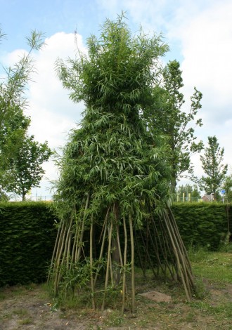 wilgenhut bij kinderdagverblijf Amstelveen