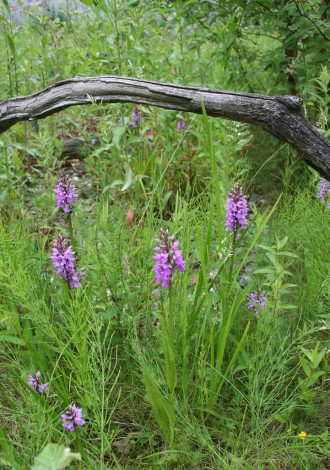 orchideeën bij een natuurlijke vijver